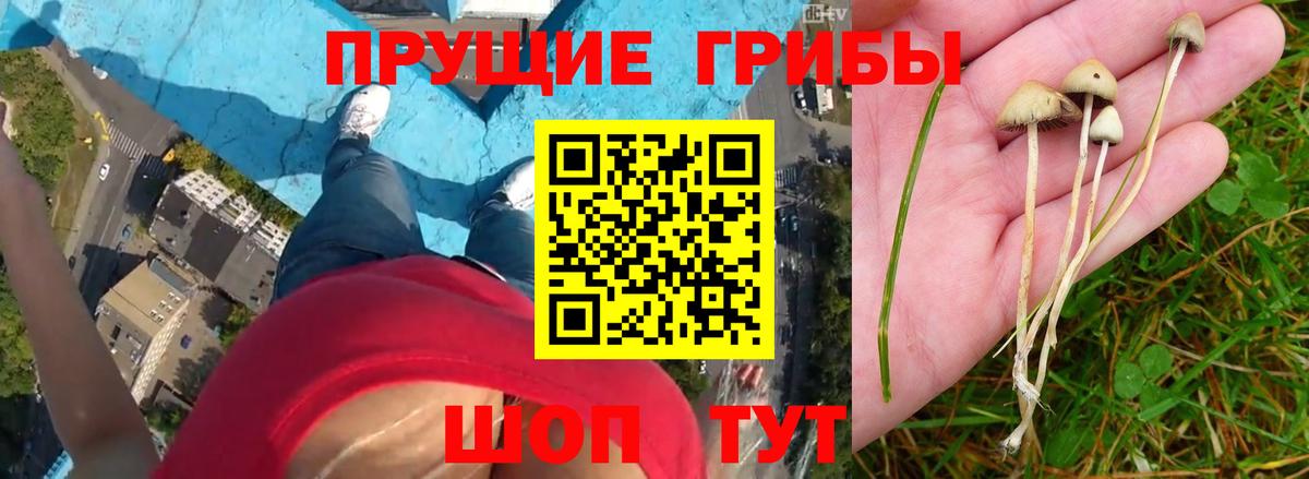 Псилоцибиновые грибы Psilocybine cubensis Королёв